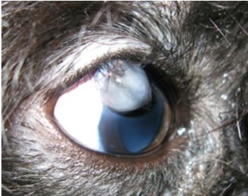 Anterior and lateral view of right eye before repair. 